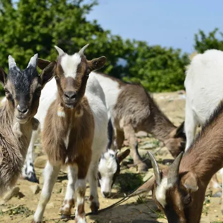 게스트하우스 Case Franzero *