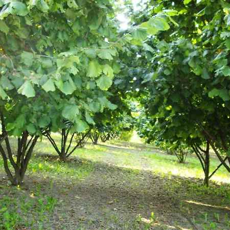 Case Franzero 게스트하우스