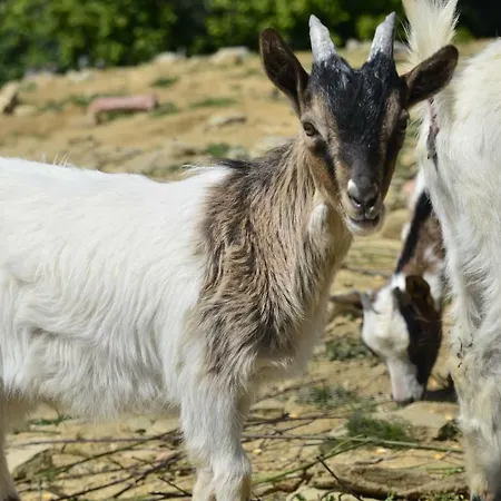 Case Franzero 게스트하우스