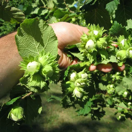 Case Franzero * Levice