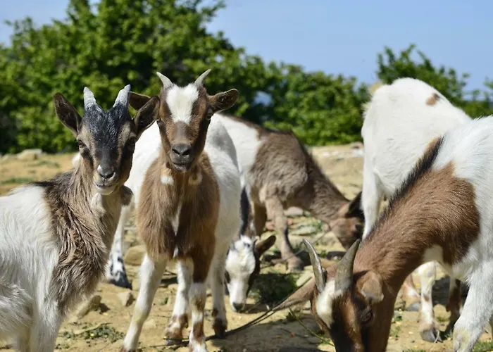 Gasthuis Case Franzero *