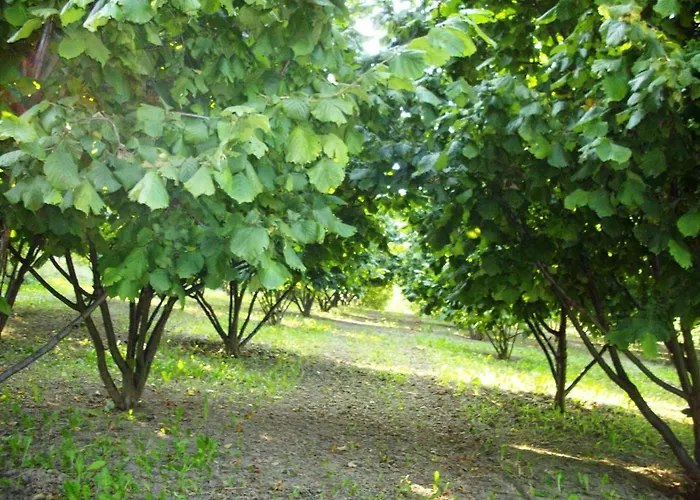 Case Franzero بيت ضيافة