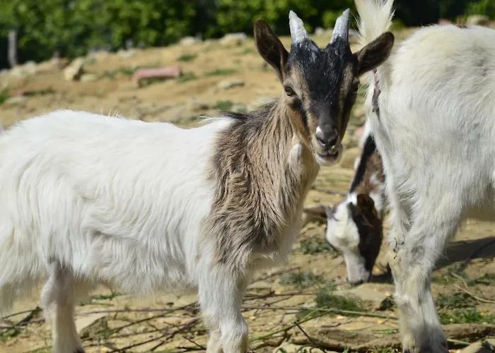 Case Franzero Gasthuis