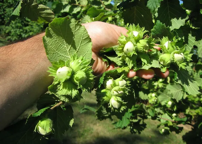 Case Franzero * Levice